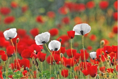 red-white-poppies